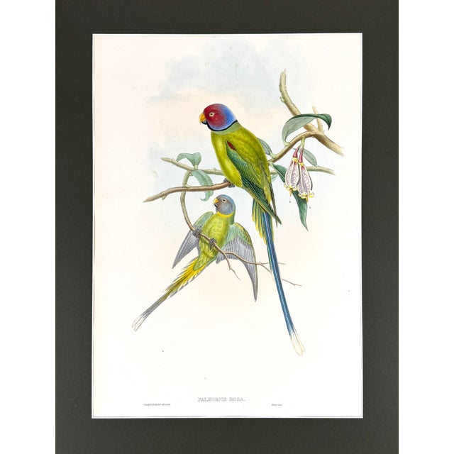 Antique 19th-Century Hand-Colored Blossom-Headed Parakeet | Original John Gould Lithograph For Sale