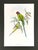 Antique 19th-Century Hand-Colored Blossom-Headed Parakeet | Original John Gould Lithograph For Sale