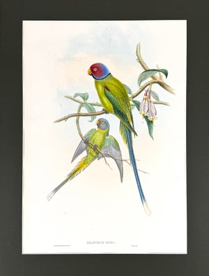 Antique 19th-Century Hand-Colored Blossom-Headed Parakeet | Original John Gould Lithograph