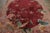 Antique Chinese Peking Rug in Red With Fierce Phoenix Design - Rug & Kilim For Sale In New York - Image 6 of 9