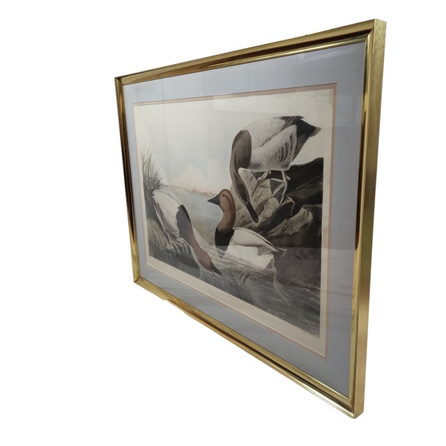 4' X 3' Framed Audubon "Canvas-Backed Duck" - Plate 301 in Gilt Frame - Birds of America For Sale - Image 9 of 9