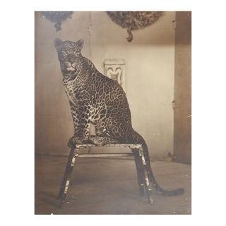 Vintage Studio Jaguar Photograph For Sale