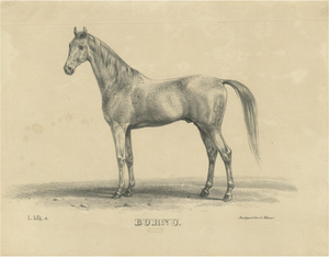 August Jäger, Burnu, 1846, Lithograph