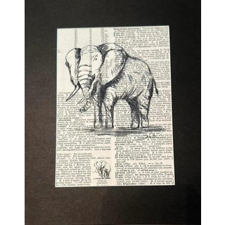 “The Gentle Giant” For Sale