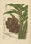 Hoola van Nooten, Salak Palm Botanical, 1880, Chromolithograph For Sale - Image 3 of 10