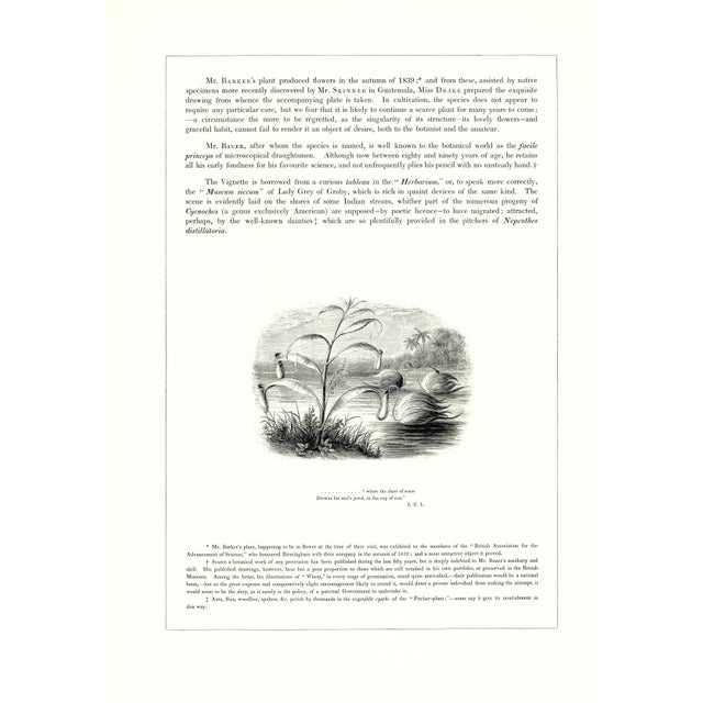 1970s Large 1973 Orchid Flower Lithograph "Galeandra Baueri" (Mr. Bauer's Galeandra) After James Bateman For Sale - Image 5 of 7