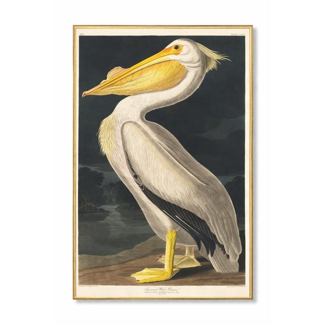 Vintage natural history artwork depicting the American White Pelican. The art is reproduced from Birds of America (1827)...