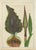 After Peter Henderson, Dragon Arum, Poisonous Plant, 1802, Engraving For Sale - Image 10 of 10