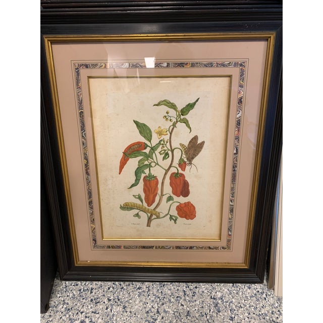 Early 18th Century Maria Sibylla Merian Insects of Surinam Hand-Colored Copper-Plate Engravings, Framed - Set of 8 For Sale - Image 10 of 13