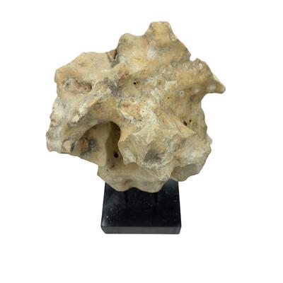 2010s Indonesian Coral Stone On Teak Stand For Sale - Image 5 of 5