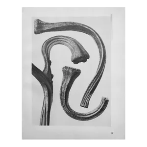 1935 Karl Blossfeldt Two-Sided Photogravure N23-24