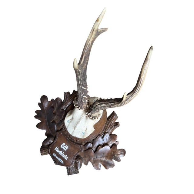 Roe Deer Trophy 160 Black Forest Antlers For Sale - Image 4 of 5