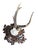Roe Deer Trophy 160 Black Forest Antlers For Sale - Image 4 of 5