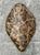 Vintage Italian Scagliola Pigmented Plaster Turtle Shell For Sale - Image 10 of 12