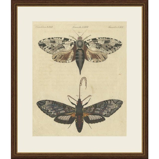 This hand coloured copper engraving shows two large moths, one with pale wings marbled in black and brown, the other with...