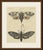 This hand coloured copper engraving shows two large moths, one with pale wings marbled in black and brown, the other with...