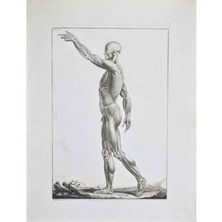 Paolo Mascagni, Anatomy, Plate 5, Etching, 1810 For Sale
