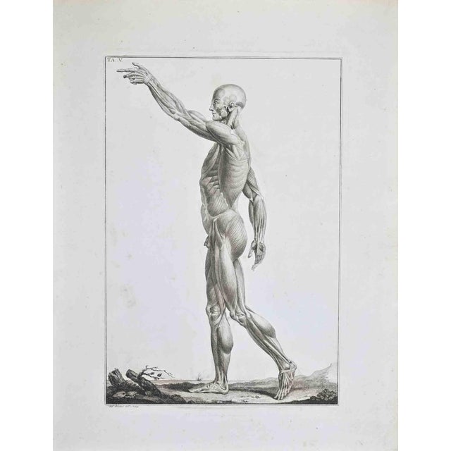 Paolo Mascagni, Anatomy, Plate 5, Etching, 1810 For Sale