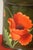 Metal Vintage Signed Tole Metal Tea Caddy, Hand Painted Poppies For Sale - Image 7 of 8
