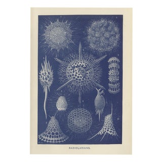 Richard Lydekker, Radiolarians, 1896, Color Process Print For Sale