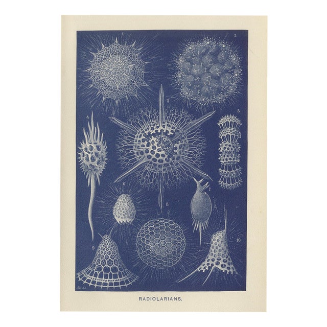 Richard Lydekker, Radiolarians, 1896, Color Process Print For Sale