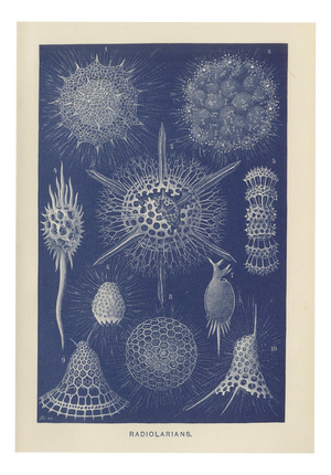 Richard Lydekker, Radiolarians, 1896, Color Process Print