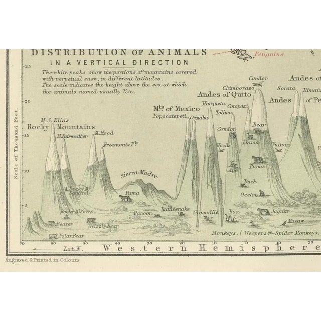 Distribution Map of Fauna by Climate Zones by A. K. Johnston, 1852 For Sale - Image 9 of 11