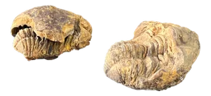 Trilobite Fossil Morocco Set of Two