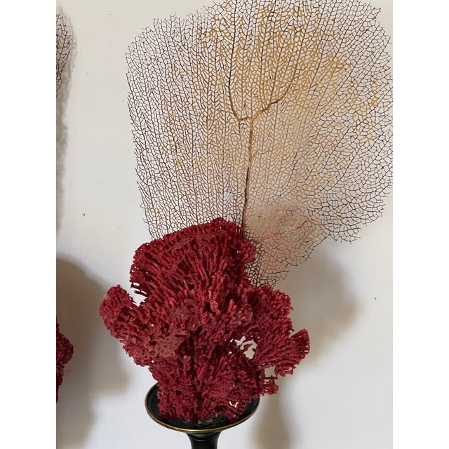 Metal Gorgeous Pair of Sea Marine Assemblage on 19 Th C Brass Stands For Sale - Image 7 of 10