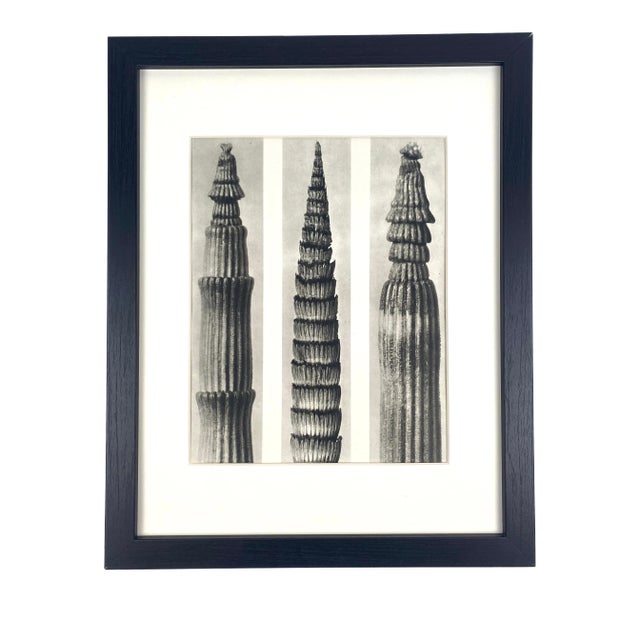 1930s Framed Botanical Blossfeldt Print - No. 69 For Sale