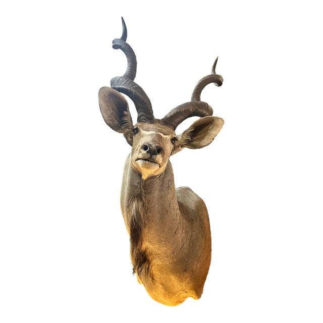 1970s Large Taxidermy Kudu Head With Curved Horns For Sale