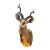 1970s Large Taxidermy Kudu Head With Curved Horns For Sale