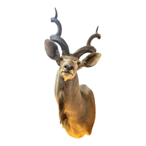 1970s Large Taxidermy Kudu Head With Curved Horns