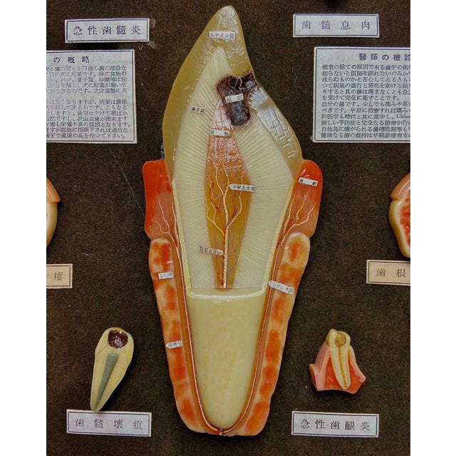 Japanese Dental Teaching Display with Anatomical Models, 1920s For Sale - Image 4 of 18