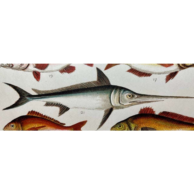 Cream Antique Fish Print From England Featuring a Pandora, Bergylt, Shadow Fish, Swordfish , Hairtail & Scabbard Fish - Circa 1902 For Sale - Image 8 of 12