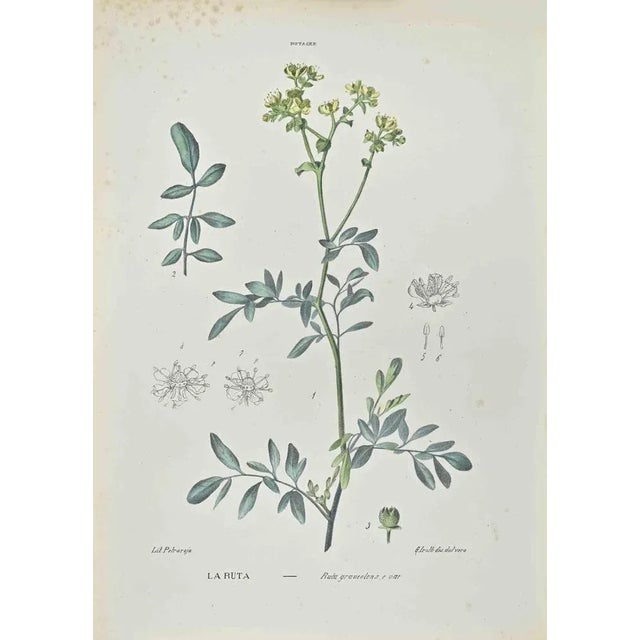 Lithograph hand watercolored. Belongs to the Series "Atlante di Botanica popolare ossia Illustrazione di Piante Notevoli...