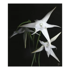 Star of Madagascar II, Jonathan Singer, Photography