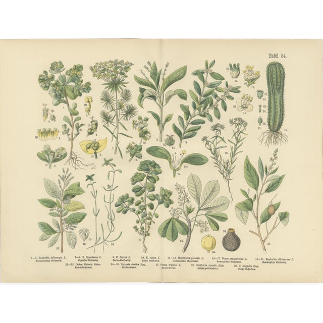 M. Fünfstück, Wildflowers & Medicinal Plants, 1890s, Chromolithograph, Set of 4 For Sale - Image 6 of 9