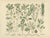 M. Fünfstück, Wildflowers & Medicinal Plants, 1890s, Chromolithograph, Set of 4 For Sale - Image 6 of 9