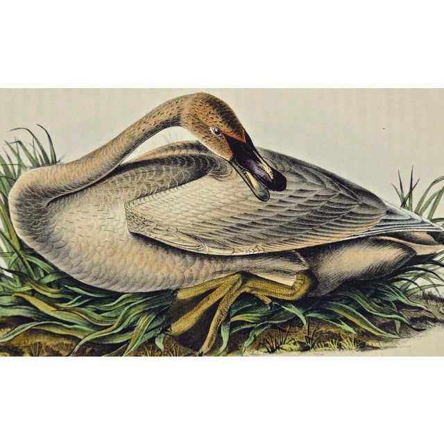 Realism Audubon Trumpeter Swan: An Original 1st Edition Hand Colored Audubon Bird Lithograph, 1840 For Sale - Image 3 of 3