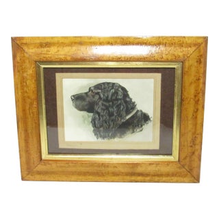 Vintage English Watercolor of a Cocker Spaniel For Sale