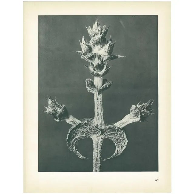 1928 Abyssinian Sage by Karl Blossfeldt, Original Period Photogravure N65 For Sale In Dallas - Image 6 of 6
