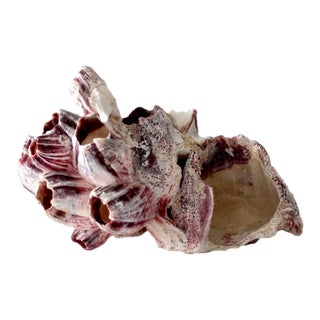 Barnacle Sea Shell Cluster For Sale
