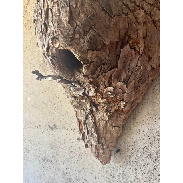 Exceptional one-of-a-kind vintage American folk art wall sculpture incorporating a naturally occurring bird nest within a...