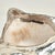 Mid Century Italian Sterling Coated Seashell by Federico Buccellati For Sale In West Palm - Image 6 of 7