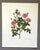 Up for sale is this gorgeous vintage print by PJ Redoute, one of several we are currently listing. With a sheet size of...