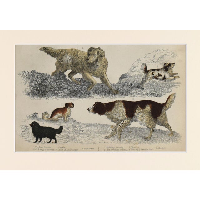 English 19th Century English Hand Colored Dog Engraving by Goldsmith For Sale - Image 3 of 5