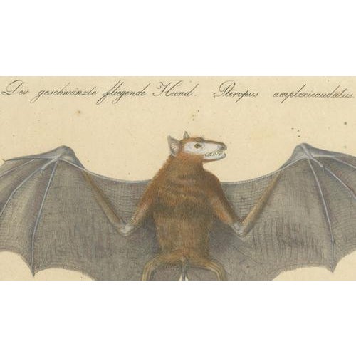 Early 19th Century Karl Joseph Brodtmann, Flying Fox Bat, 1816, Lithograph For Sale - Image 5 of 9