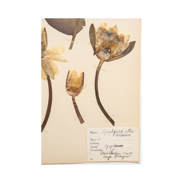Vintage Swedish Herbarium - Water Lily, Circa 1932 For Sale - Image 4 of 4