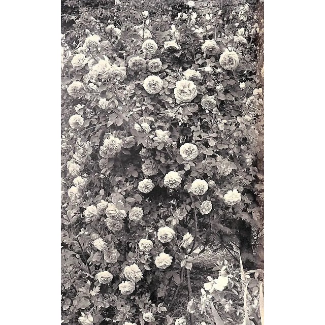 White "Even More for Your Garden" 1958 Sackville-West, V. For Sale - Image 8 of 12